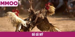 Đá gà Mỹ