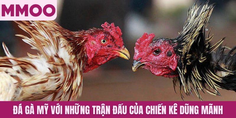 Đá gà Mỹ với những trận đấu của những chiến kê dũng mãnh