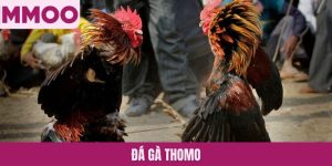 Đá gà Thomo