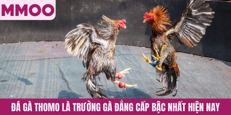 Đá Gà Thomo là trường gà đẳng cấp bậc nhất hiện nay