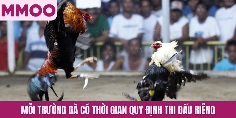 Mỗi trường gà có thời gian quy định thi đấu riêng theo chiến kê