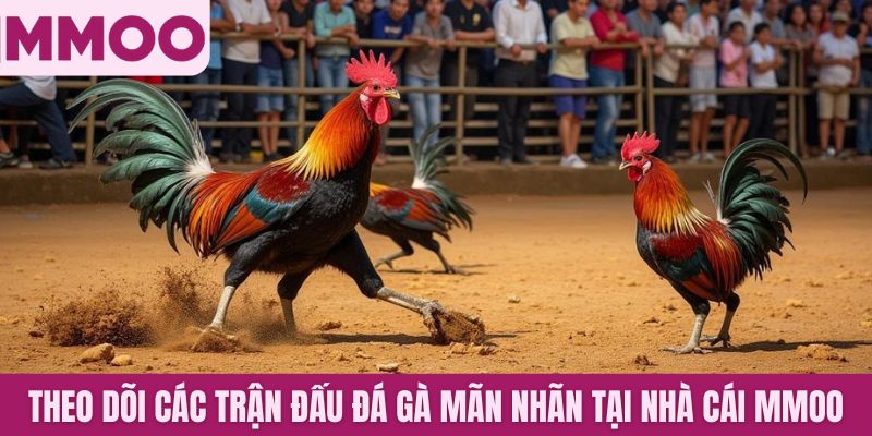 Theo dõi các trận đấu đá gà mãn nhãn tại nhà cái MMOO
