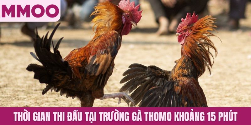 Thời gian thi đấu tại trường gà Thomo khoảng 15 phút